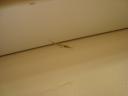 dsc00271.JPG