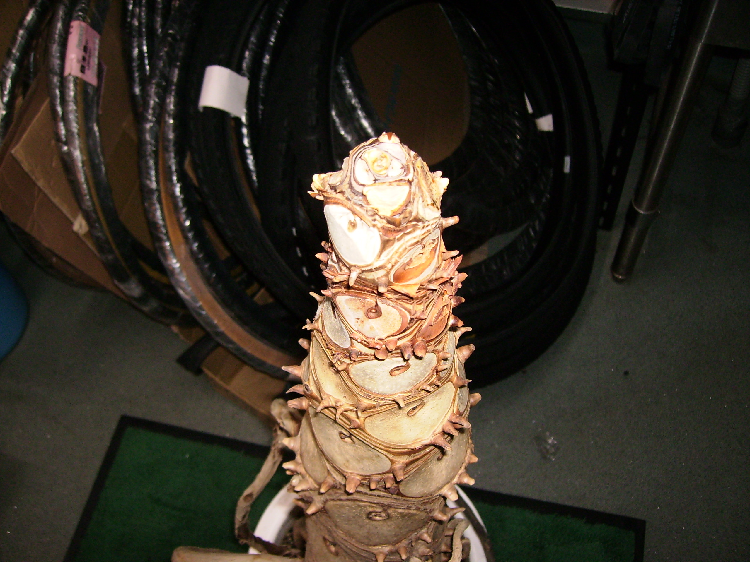 p5100024.JPG
